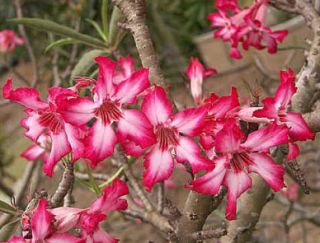 цветы адениума сомалийского