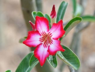 цветок адениума сомалийского