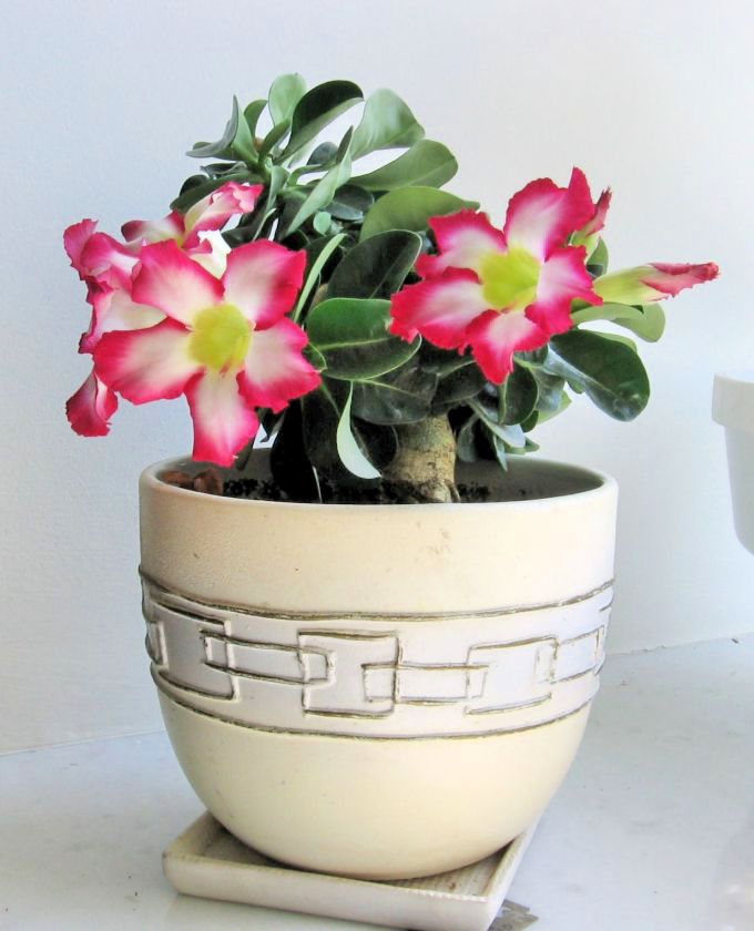 Цветы адениума мини из семян