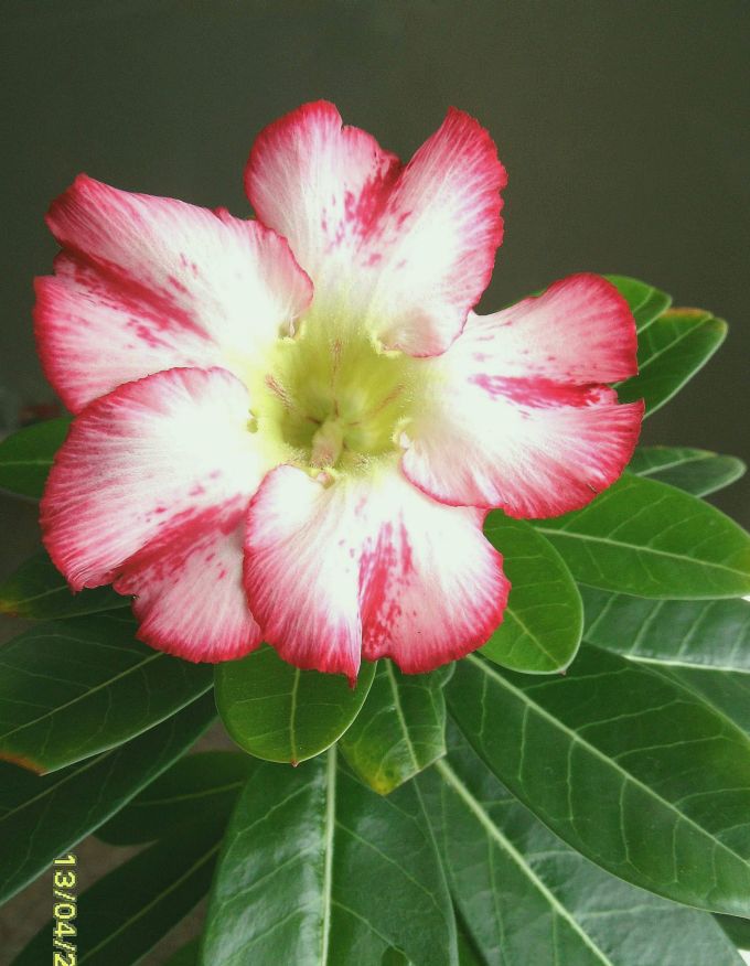 Цветущие адениумы Super Perfume