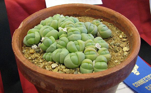 Conophytum